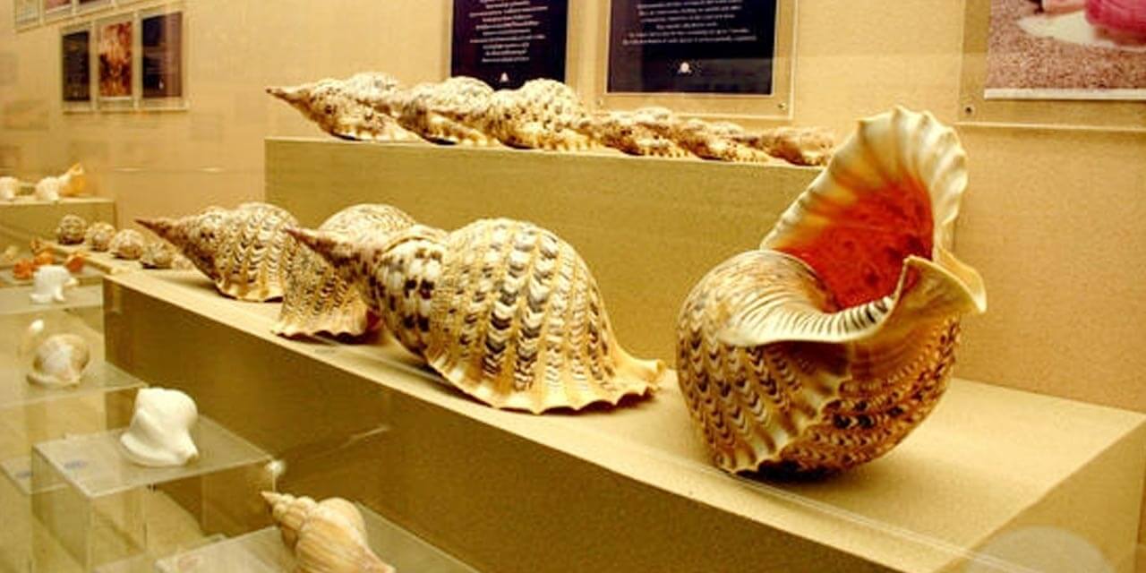 Alice Garg National Seashells Museum Jaipur, India (Entry Fee, Timings, History, Images, Location & Entry ticket cost price)
